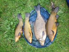 Part of a catch made by Philip Greaves at Wood Bevington on19/04/15.
